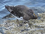 Black Turnstone